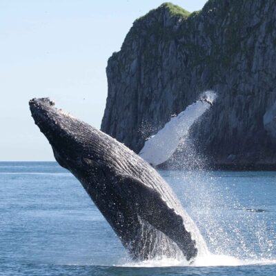 3.5 Hour Kenai Fjords Wildlife Cruise