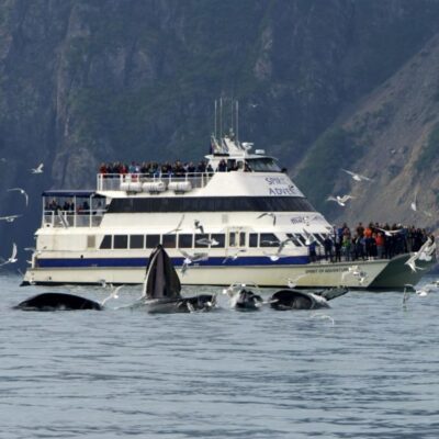 6 Hour Kenai Fjords National Park Cruise