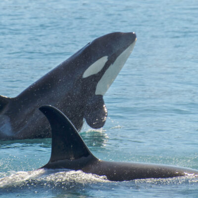 Orca Quest Cruise