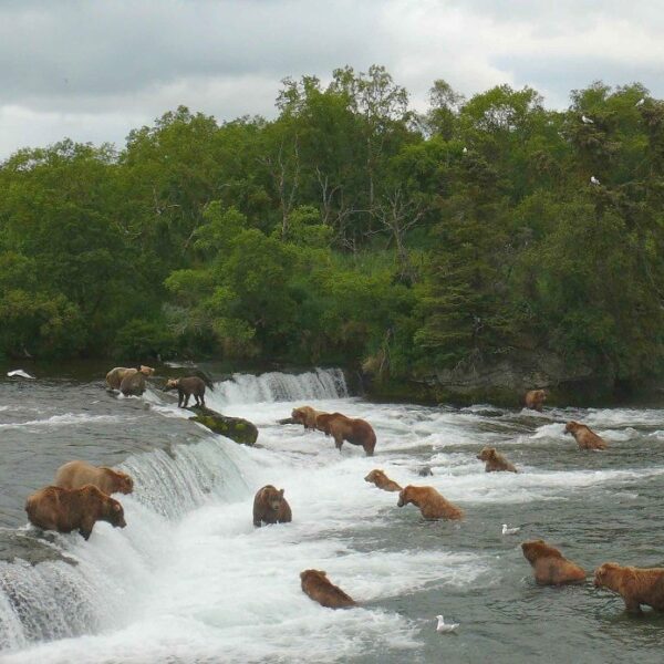 McNeil River 2 McNeil River 2