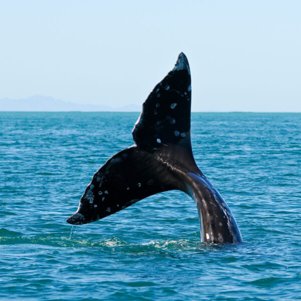 grey whale whatching