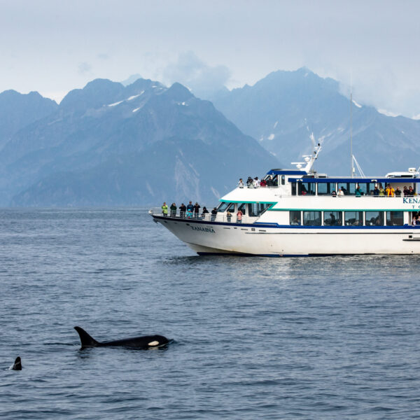 Kenai Fjords Tours 6 Hr National Park Tour Image
